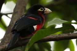 英雄联盟总决赛赛程-单核对群狼，莫兰特独木难支，森林狼以体系碾压活塞