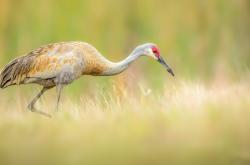 英雄联盟总决赛时间-冰与火的对决，霍勒迪42分超神夜点燃赛场