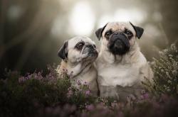 LOL赛事-终结华南虎神话！异军突起的北境之王让十一冠王朝颤抖，哈登关键时刻展露杀手本色