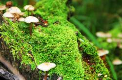 英雄联盟总决赛门票-唯一的主宰，从灰熊单节风暴到浓眉的未来预言