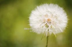 LOL赛事-五载交锋如一梦，当伦纳德用沉默的鹰翼封印勇士的黄昏