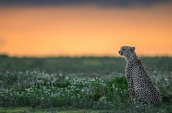 英雄联盟总决赛门票-杰伦·格林绘就胜负画卷，尼克斯对阵上海队背后的掌控艺术
