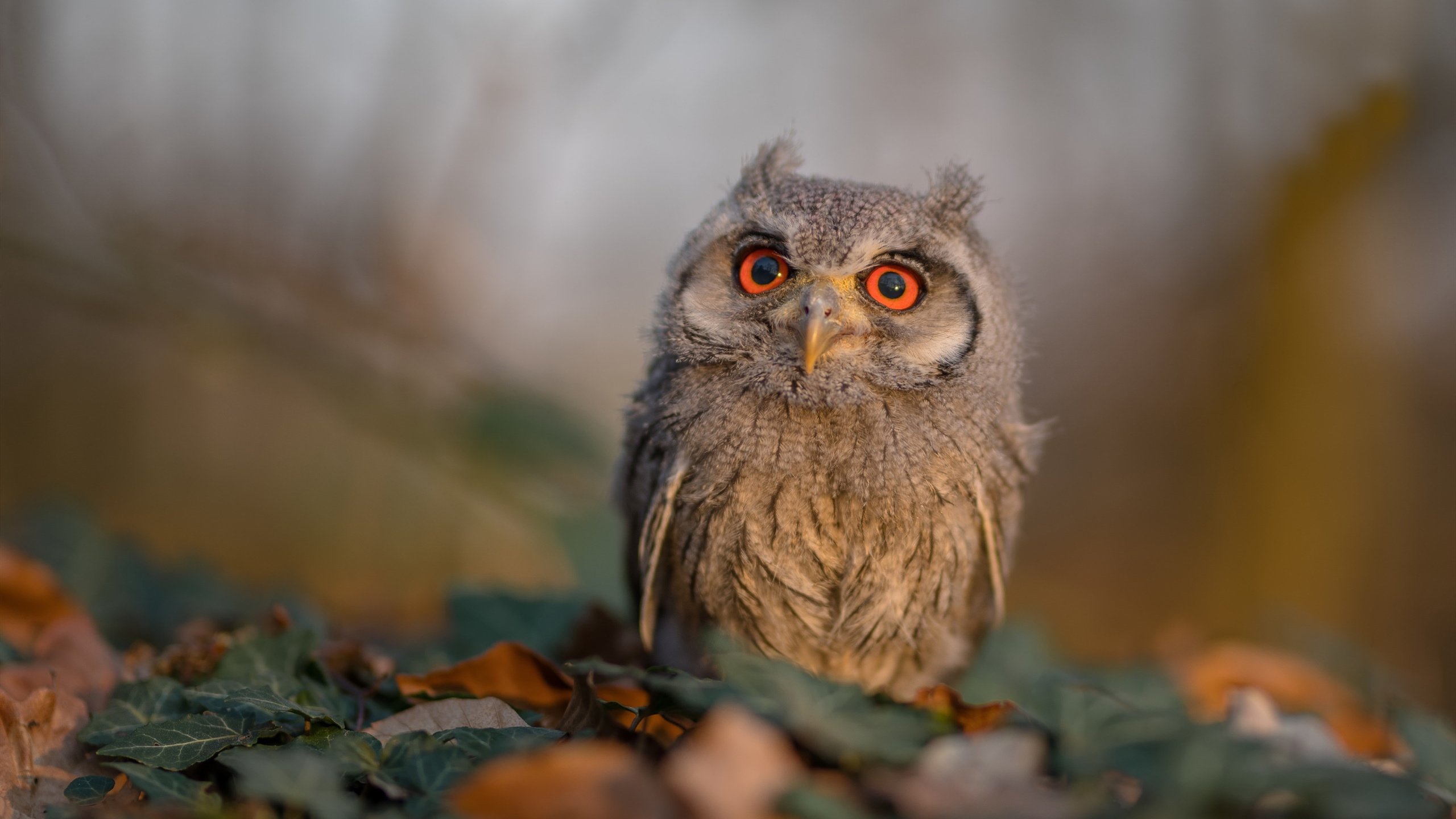 悬念杀手，布克闪电战让京厦大战提前落幕