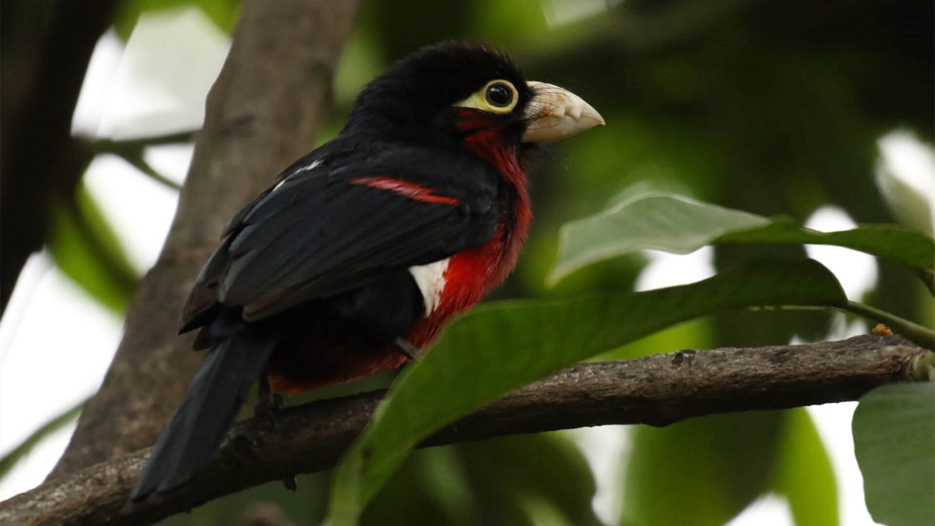 单核对群狼，莫兰特独木难支，森林狼以体系碾压活塞