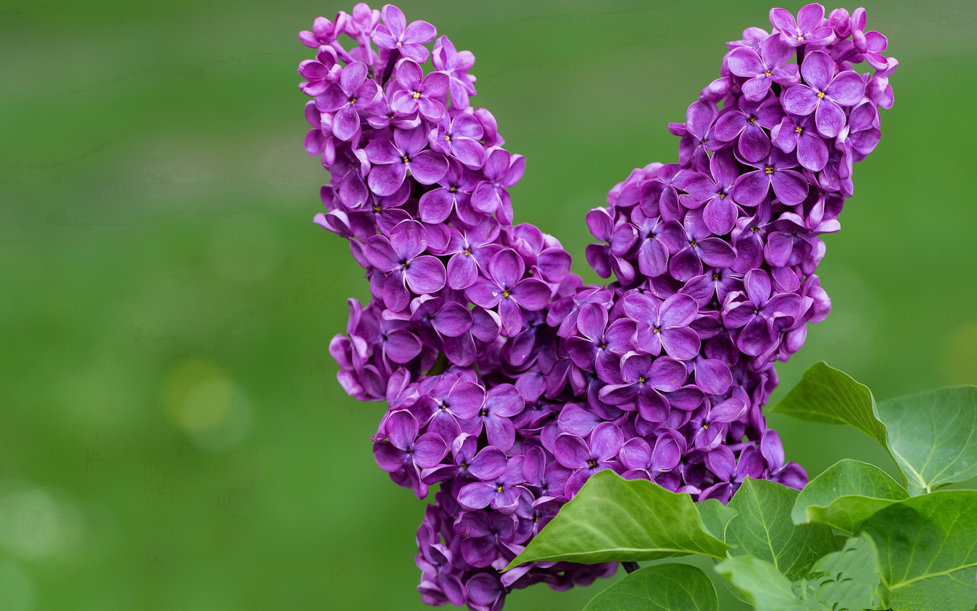 绿茵场上的绝对主宰,劳塔罗的致命终结与巴萨的精密机器如何联手绞杀喀麦隆雄狮