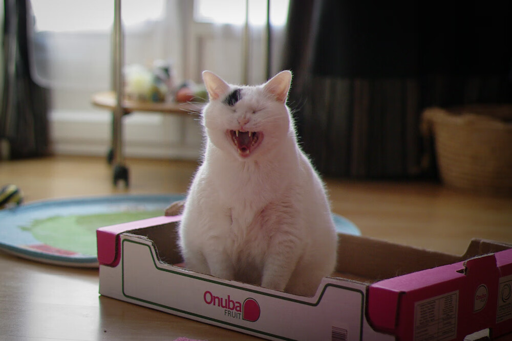 北欧风暴席卷伯纳乌，马竞瑞典双子星半决赛制胜记