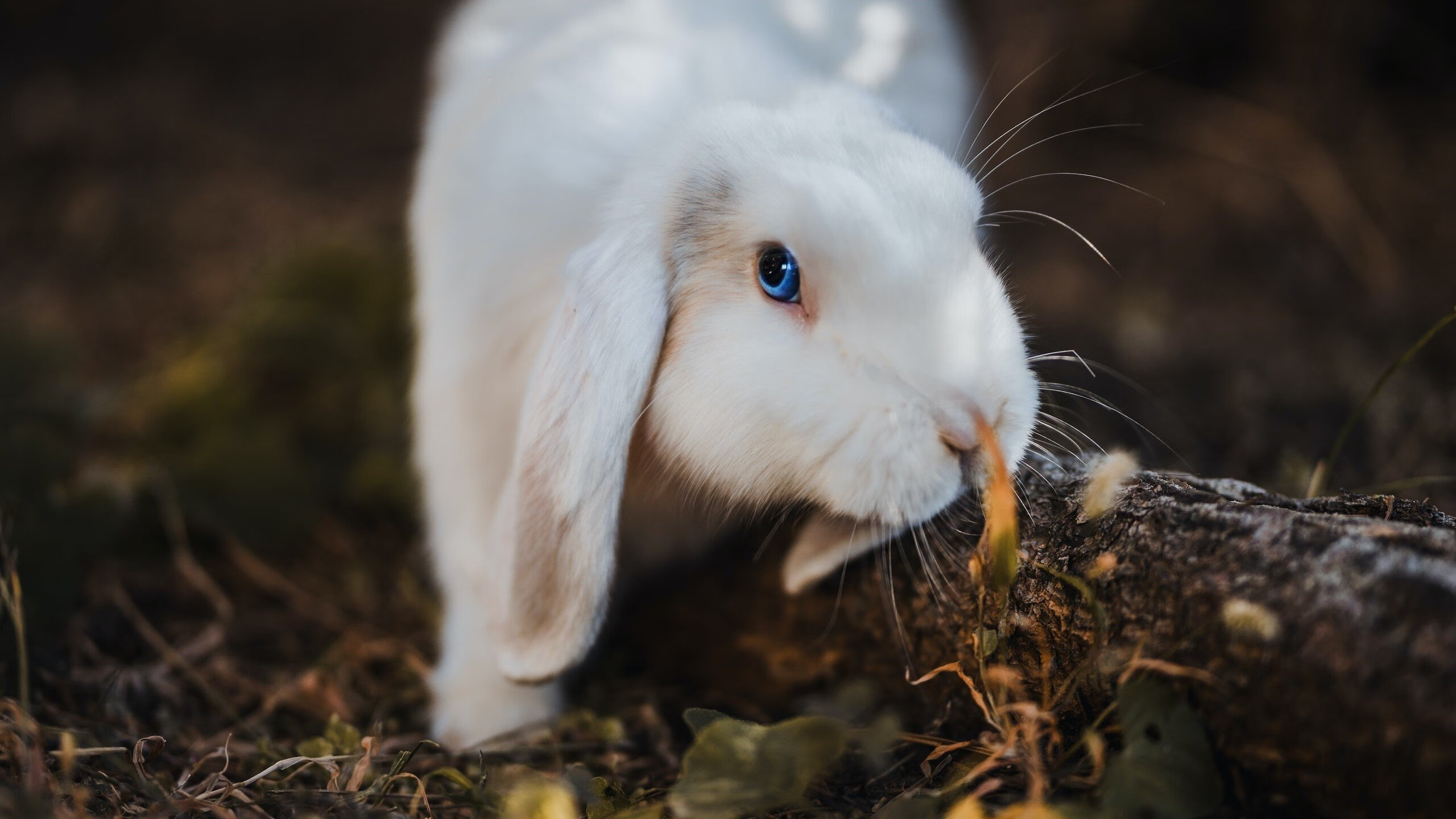 逆境雄鹿的防守绞索,米德尔顿独舞锁住步行者狂飙