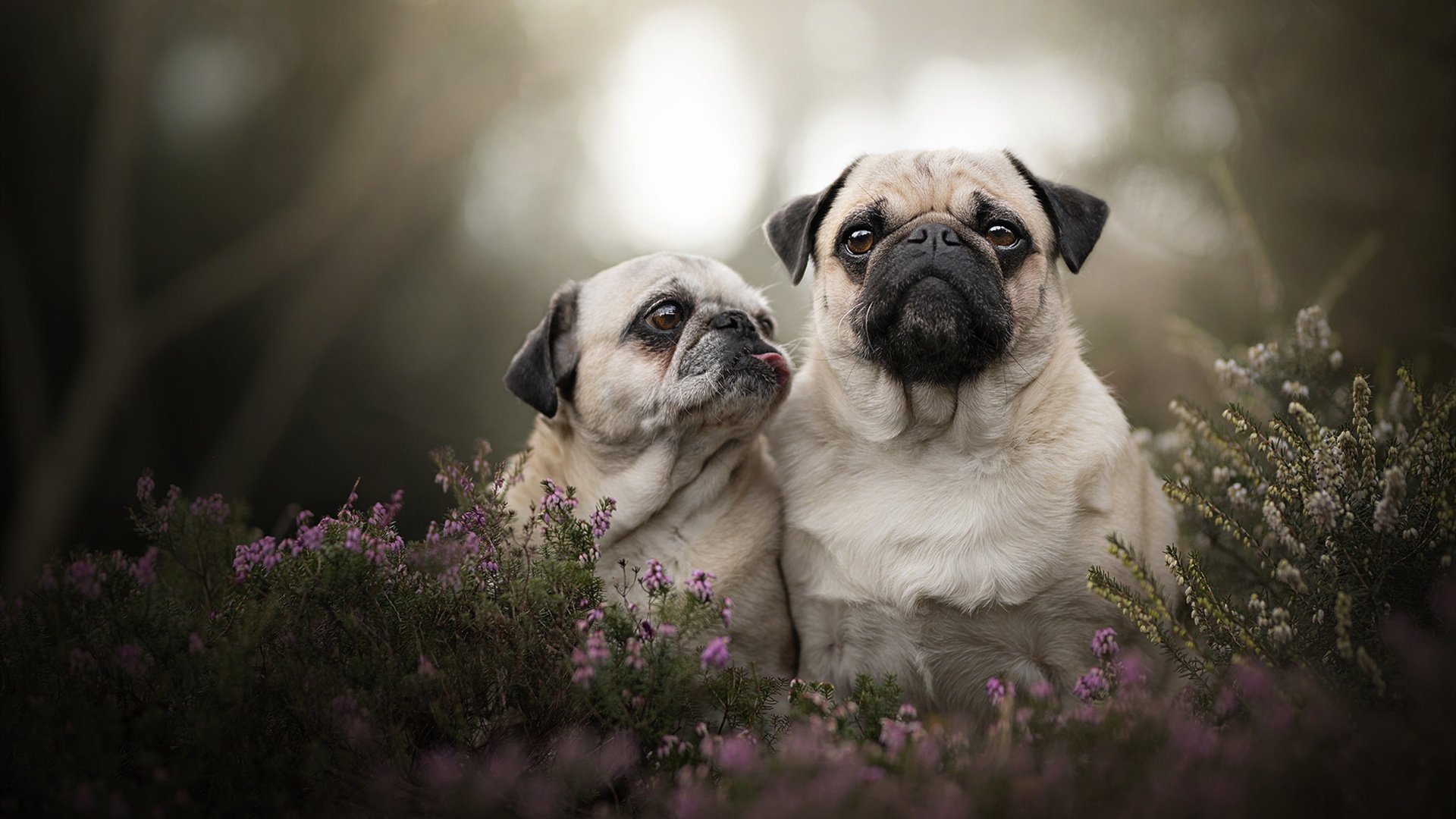 终结华南虎神话！异军突起的北境之王让十一冠王朝颤抖，哈登关键时刻展露杀手本色