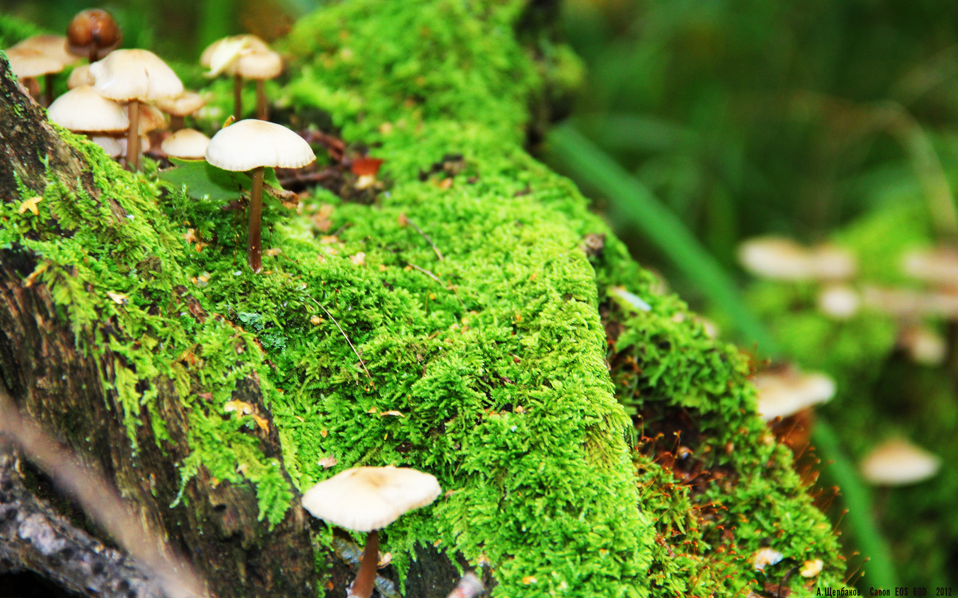 唯一的主宰，从灰熊单节风暴到浓眉的未来预言