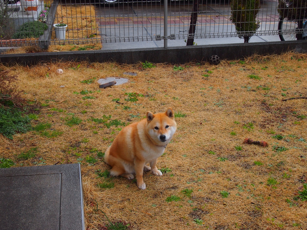 当国王以数据为剑，福克斯的爆炸为何沦为掘金收割快船的完美背景板？