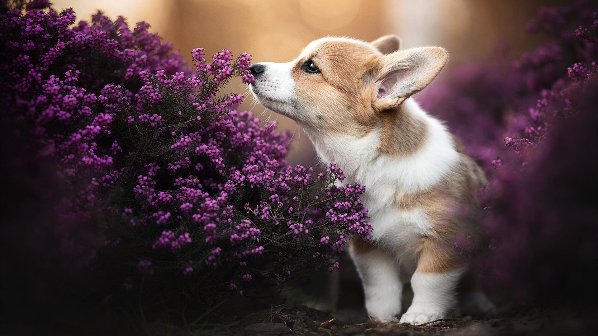 双星闪烁，世界新生代，从利拉德的坚冰绝杀到拉梅洛的灼热接管