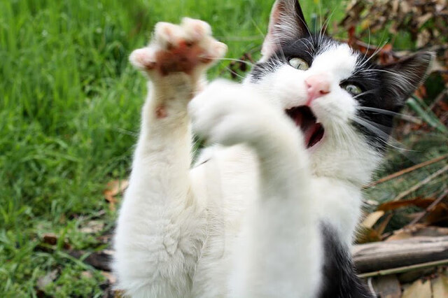 双星闪烁，世界新生代，从利拉德的坚冰绝杀到拉梅洛的灼热接管