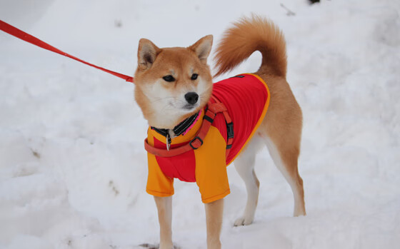 克莱轰40分创生涯得分里程碑,黄蜂险胜深圳终结其十连胜