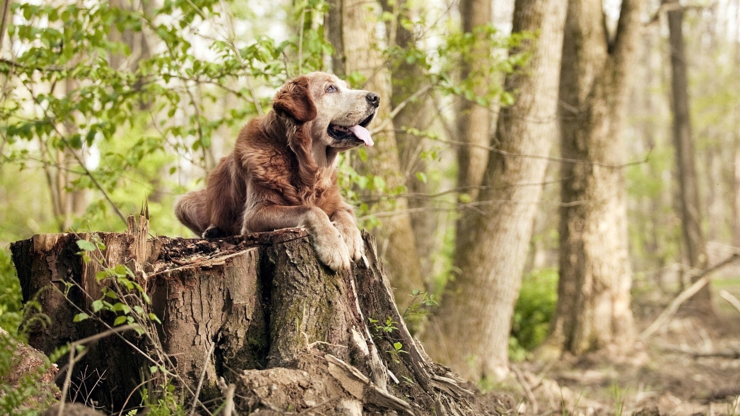 双线争冠，维斯塔潘的终点线与委内瑞拉的终场哨