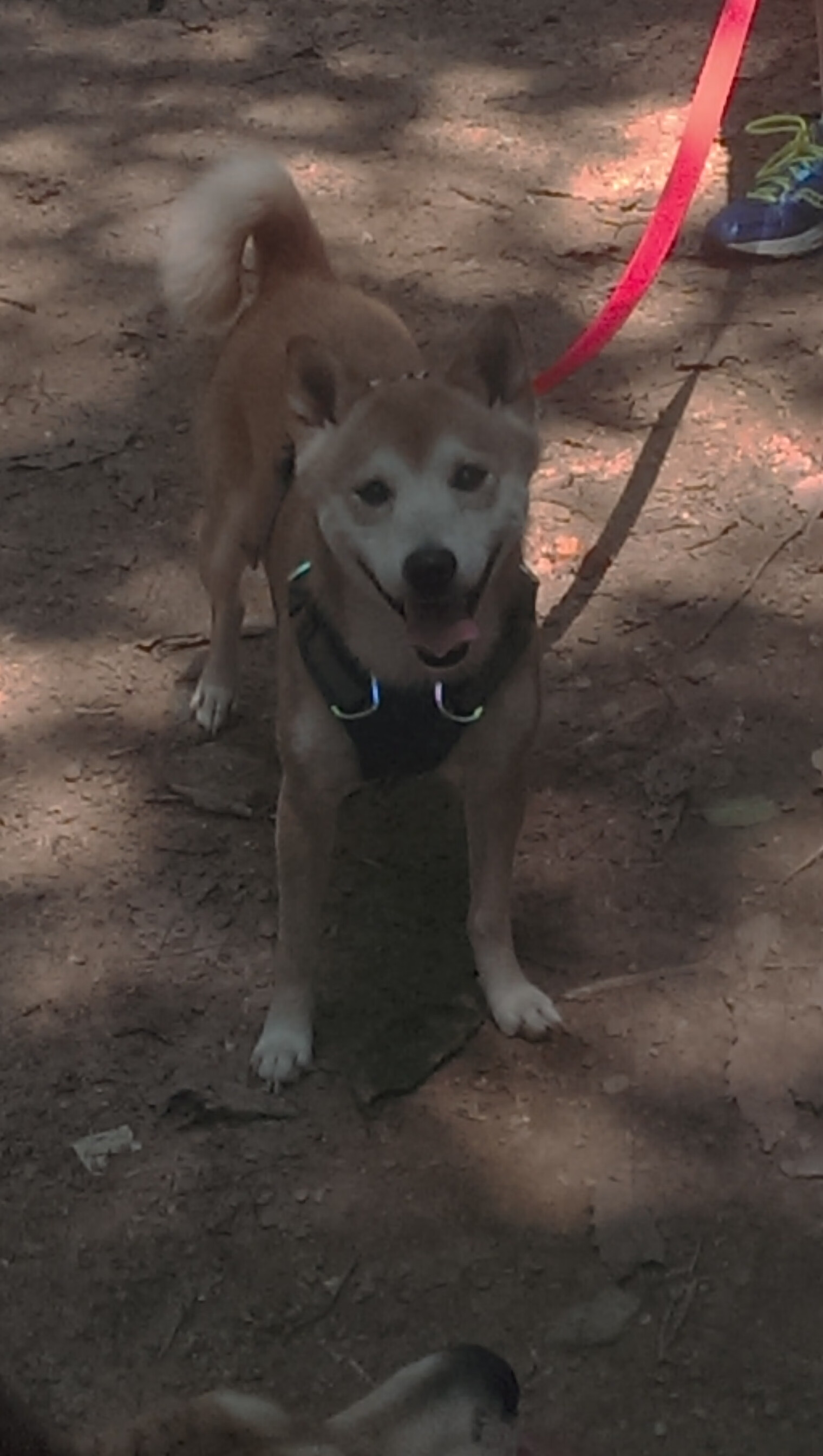 误读的魔咒,当轻取掩盖了贝蒂斯的荆棘之路,萨内如何成为不完美的关键先生?