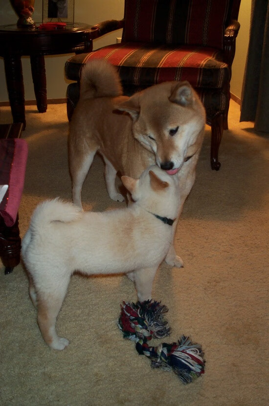 跨界盛宴，马德里竞技友谊赛对决爱尔兰，加维全能闪耀引爆全场