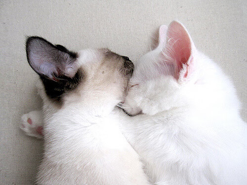 挥毫泼墨间!范弗利特连续得分拉开差距,新疆队斩落北京队