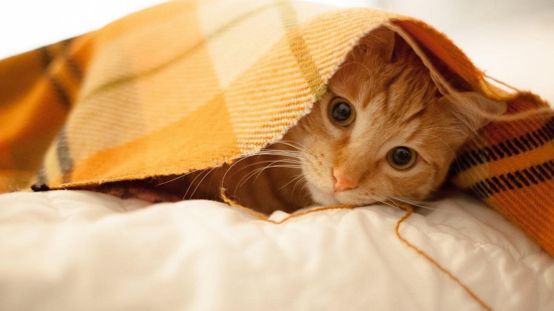 新王登基，鏖战中诞生的关键先生