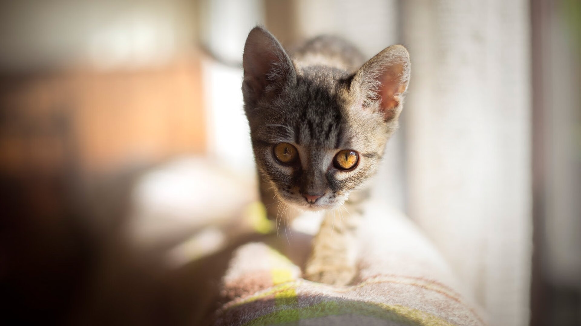 灰熊撕碎狼群，西亚卡姆的手术刀如何解剖明尼苏达