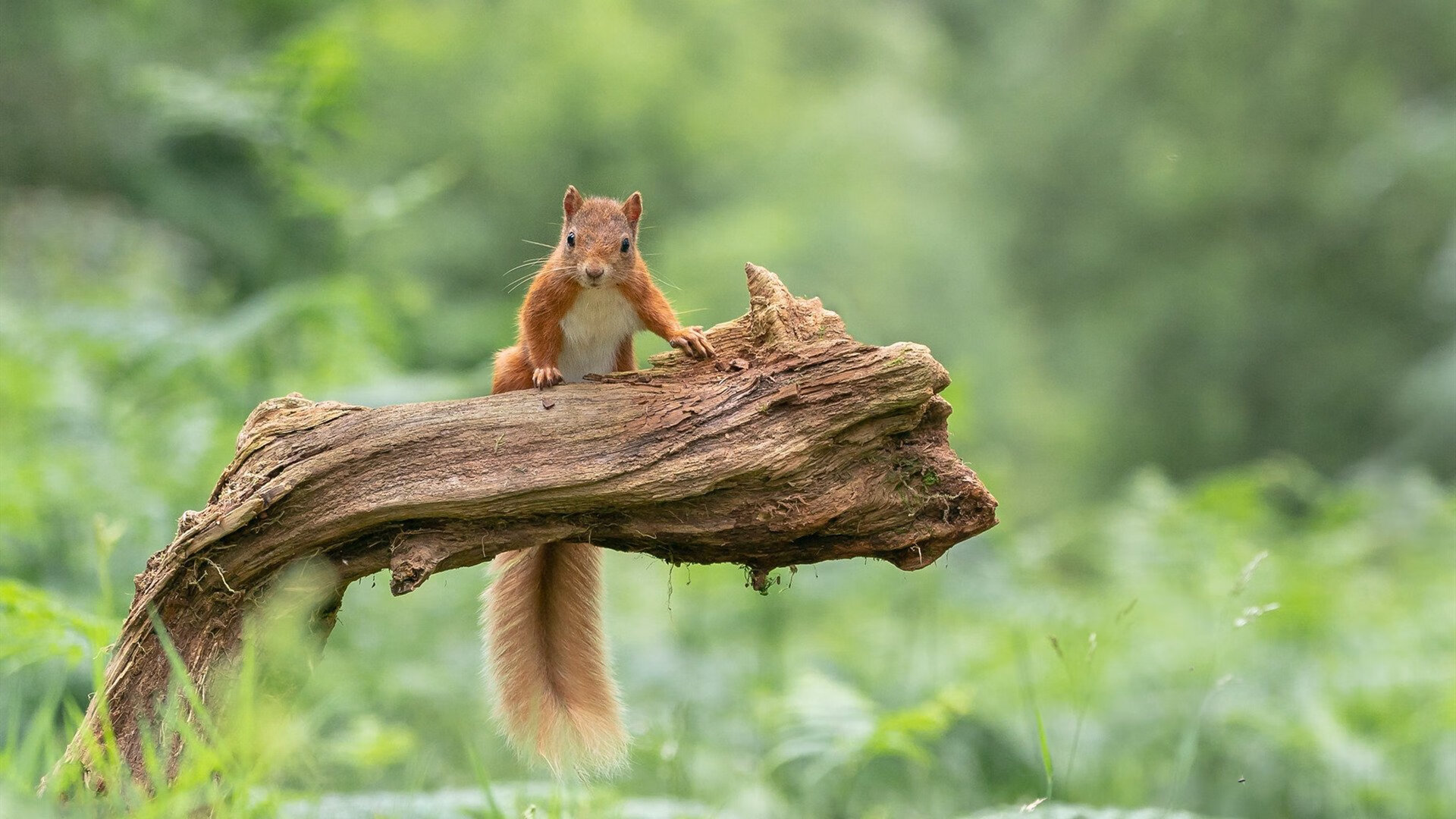 世界杯跨界风暴，黄蜂队降维打击上海男篮的奇幻之战