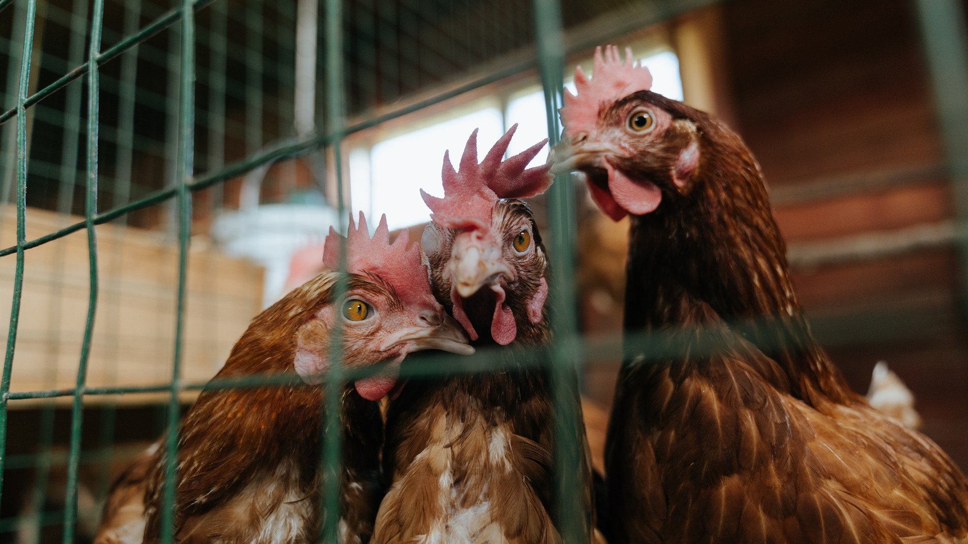 悬崖边的舞蹈，法比尼奥一传定乾坤，委内瑞拉绝境淬火淘汰希腊