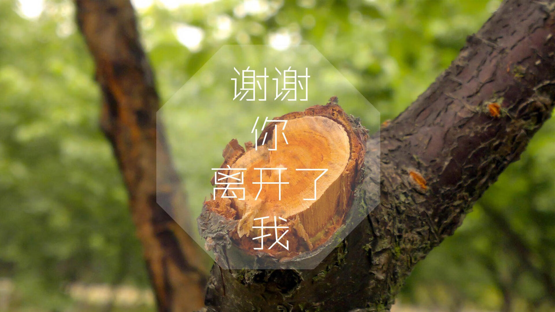 大帝空降明尼苏达,森林狼逆天改命!恩比德狂砍50+20,率队爆冷碾压上海银河战舰