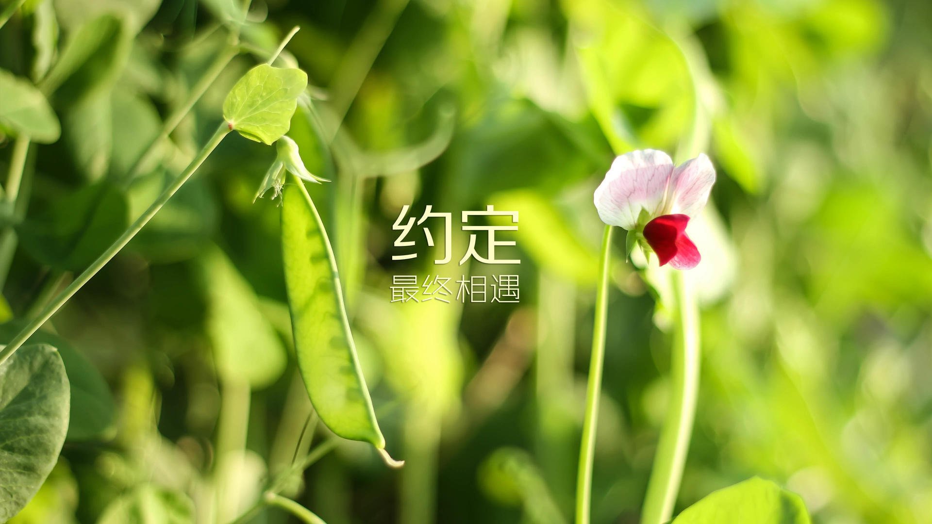 桑巴与高卢的协奏曲，2026世界杯E组，那一刻，默契写就永恒